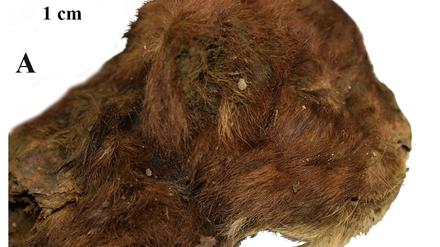 Dieser kleine Säbelzahntiger lebte vor mehr als 30.000 Jahren. Da er im Permafrost lag, ist er gut erhalten.