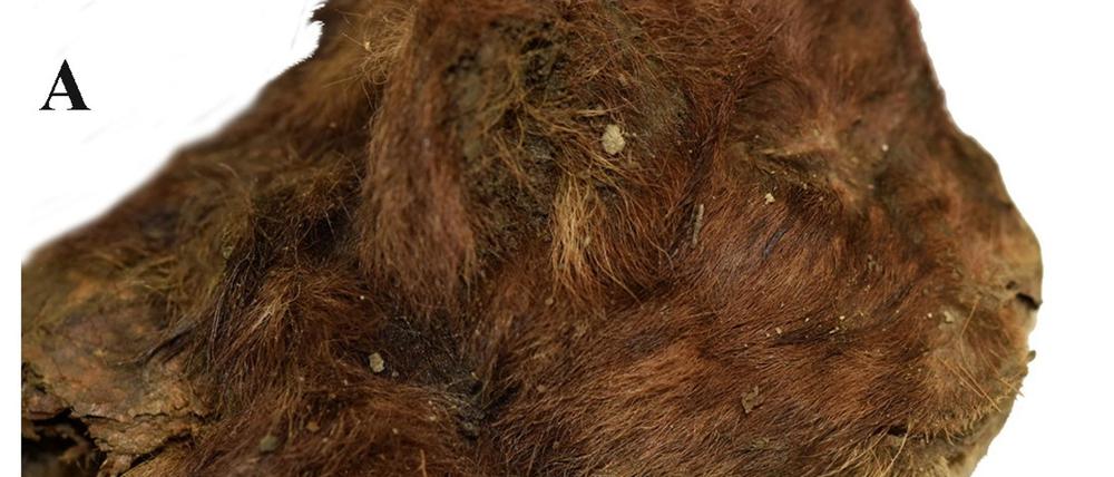Dieser kleine Säbelzahntiger lebte vor mehr als 30.000 Jahren. Da er im Permafrost lag, ist er gut erhalten.