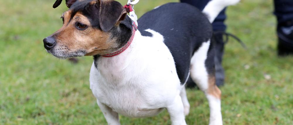 Einer der Hunde der britischen Königin Camilla musste eingeschläfert werden. (Archivbild)