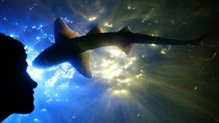 Haifischbecken im Sea Life in Berlin