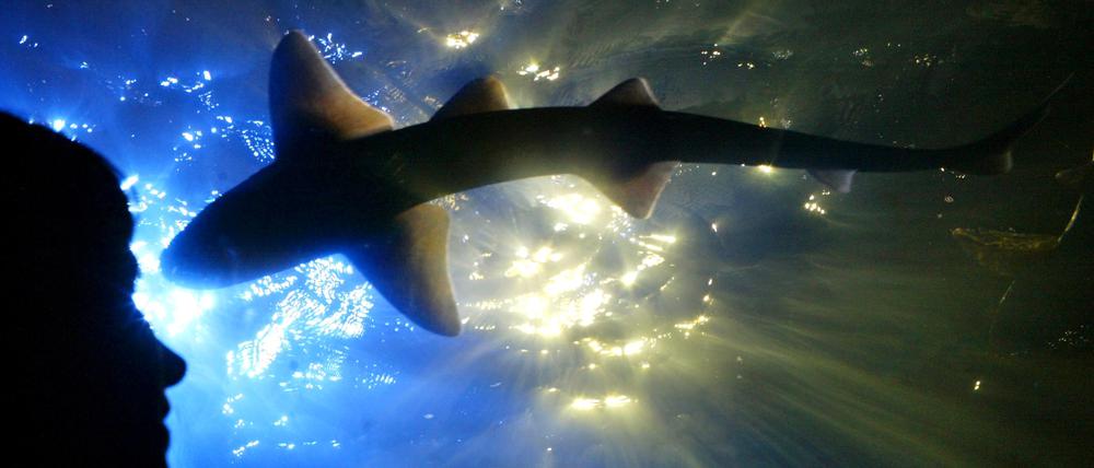 Haifischbecken im Sea Life in Berlin