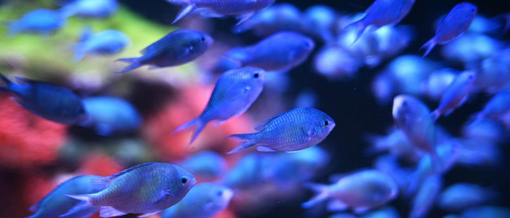 Das Sea Life Aquarium hat insgesamt 31 Wasserbecken, in denen rund 3000 Tiere leben (Archivbild).