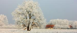 Träumen von der weißen Weihnacht. Viele Menschen verbinden eine bestimmte Sehnsucht mit Schnee, sagt Schriftstellerin Amy Waldman.