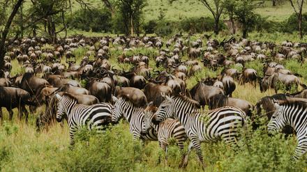 Was für ein Auftrieb: die Great Migration in der Serengeti. 