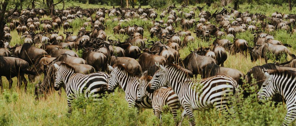 Was für ein Auftrieb: die Great Migration in der Serengeti.