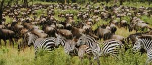 Was für ein Auftrieb: die Great Migration in der Serengeti. 