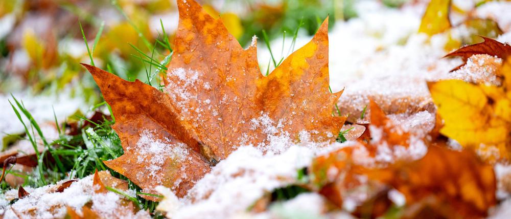 Vielerorts hielten sich die bunten Blätter auch noch im November an den Bäumen. Nun zerrt der Sturm sie herunter.