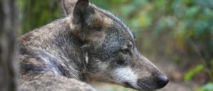 Tierschützer beklagen illegale Tötungen von Wölfen. (Symbolbild)