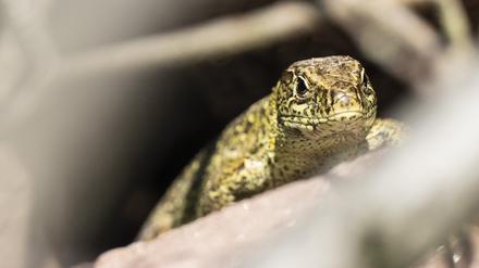 Eine Zauneidechse krabbelt über ein künstlich angelegtes Habitat auf einer Waldwiese. Das Tier wurde im Rahmen einer Ausgleichsmaßnahme der Bahn an einem Bahndamm eingefangen und hierhin umgesiedelt. Beim Ausbau oder Neubau von Strecken wie jetzt von Hanau nach Fulda berücksichtigt die Deutsche Bahn nach eigenen Angaben bereits in der Planungsphase Umweltaspekte. (zu dpa: «Bahn: Umweltaspekte bereits bei Streckenplanung berücksichtigen») +++ dpa-Bildfunk +++