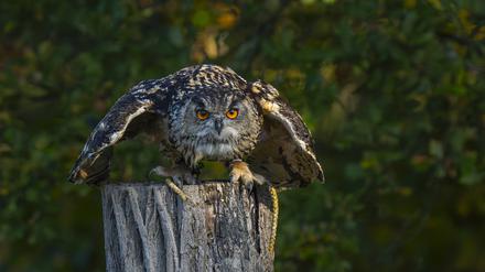 Ein Uhu Bubo bubo in der Falknerei im Wildpark Johannismühle in Klasdorf Landkreis Teltow-Fläming bei einer Flugvorführung. *** An eagle owl Bubo bubo at the falconry in the Johannismühle wildlife park in Klasdorf in the Teltow Fläming district during a flight demonstration