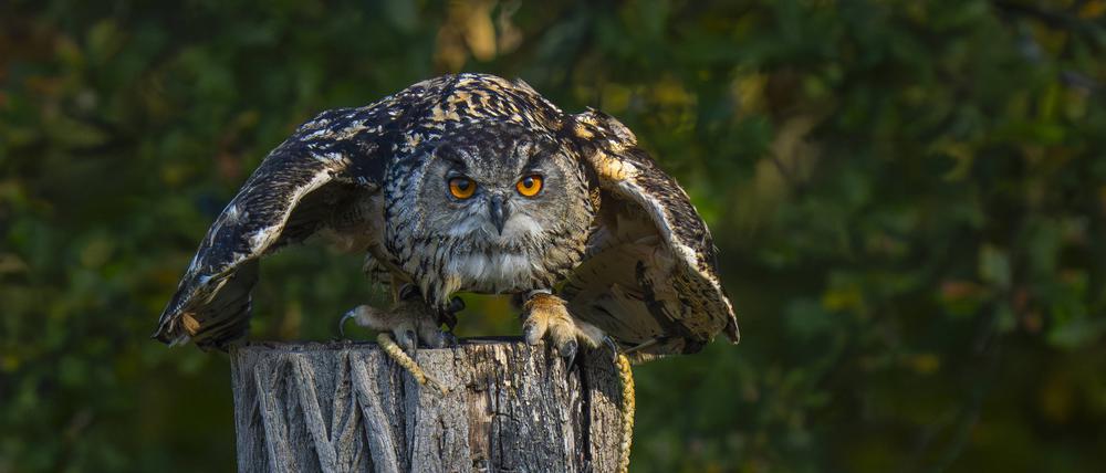 Ein Uhu Bubo bubo in der Falknerei im Wildpark Johannismühle in Klasdorf Landkreis Teltow-Fläming bei einer Flugvorführung. *** An eagle owl Bubo bubo at the falconry in the Johannismühle wildlife park in Klasdorf in the Teltow Fläming district during a flight demonstration