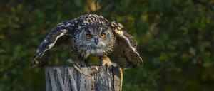 Ein Uhu Bubo bubo in der Falknerei im Wildpark Johannismühle in Klasdorf Landkreis Teltow-Fläming bei einer Flugvorführung. *** An eagle owl Bubo bubo at the falconry in the Johannismühle wildlife park in Klasdorf in the Teltow Fläming district during a flight demonstration