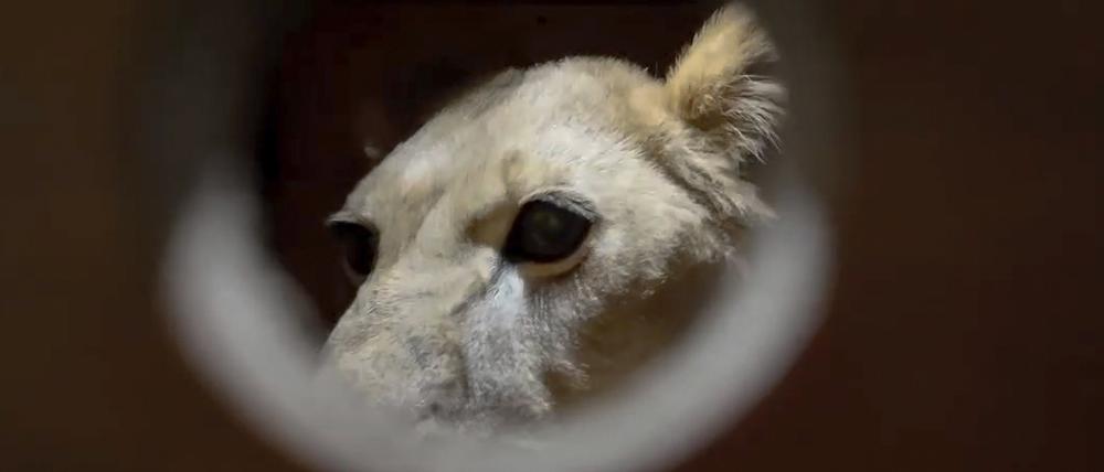 Auf diesem Foto aus einem vom offiziellen Telegrammkanal des Moskauer Zoos veröffentlichten Videostandbild ist ein Löwe zu sehen, der in den Zoo von Pjöngjang gebracht wird.