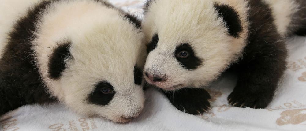 Kurz vor dem Krabbelalter: die Panda-Zwillinge des Berliner Zoos.
