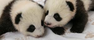 Kurz vor dem Krabbelalter: die Panda-Zwillinge des Berliner Zoos.