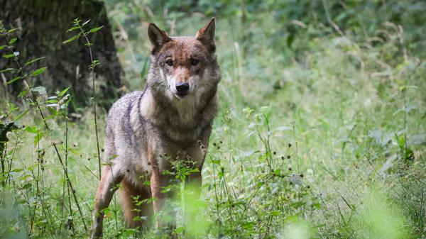 Brandenburg ist Wolfsland. Hier leben die meisten Rudel Deutschlands. Für viele Nutztierhalter sind es zu viele.