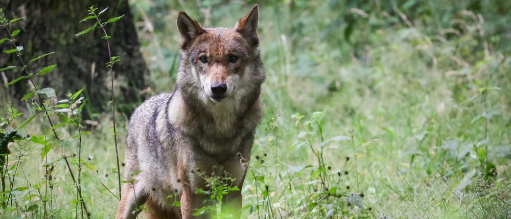 Ein Wolf blickt zwischen grünem Gestrüpp in die Kamera. (Archivbild)