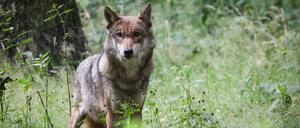Ein Wolf blickt zwischen grünem Gestrüpp in die Kamera. (Archivbild)
