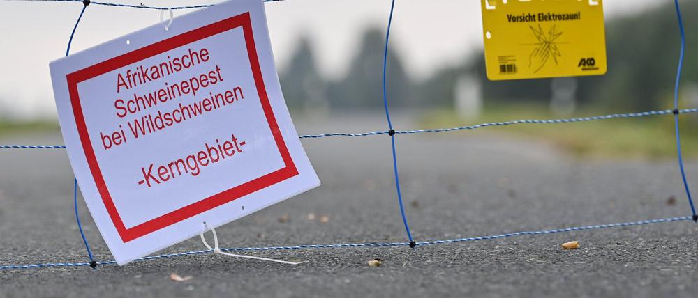 Brandenburg kämpft schon seit Jahren mit der Schweinepest. (Archivbild)