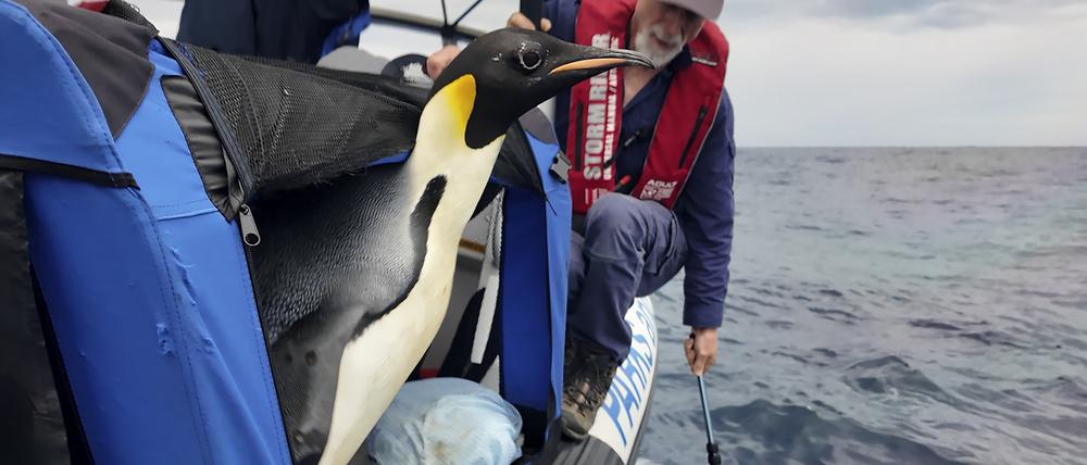 Der Kaiserpinguin „Gus“, den es an die Südküste Westaustraliens verschlagen hatte, wurde wieder ins Meer entlassen. Ob er den Weg nach Hause schafft, ist fraglich. 