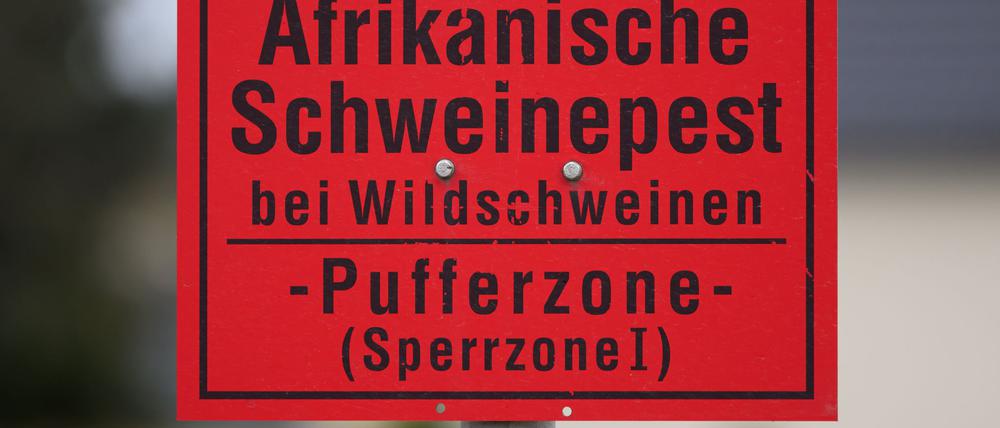 Ein Fall von Afrikanischer Schweinepest bei einem Wildschwein in Brandenburg nahe der Grenze zu MV versetzt die Behörden im Nordosten in Alarmbereitschaft. (Archivbild)