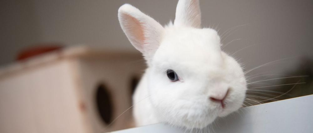 Gut 280 Aussteller kündigten sich für die diesjährige Landesverbandsschau der Rassekaninchenzüchter im brandenburgischen Havelland an. 