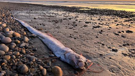 Dieser etwa drei Meter lange Riemenfisch wurde in Kalifornien an den Strand gespült. 