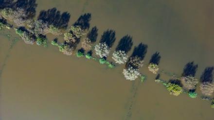 Vom Hochwasser des Flusses Oder sind Wiesen vor der Stadt Frankfurt (Oder) überflutet.