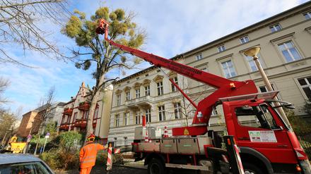 Baumplegearbeiten vergangene Woche in der Clara-Zetkin-Straße.