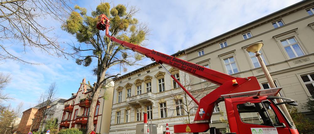 Baumplegearbeiten vergangene Woche in der Clara-Zetkin-Straße.