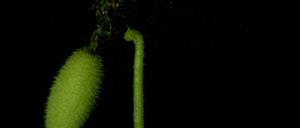 Spritzgurken (Ecballium elaterium) schleudern ihre Samen mit einer Geschwindigkeit von bis zu 20 Metern pro Sekunde aus.