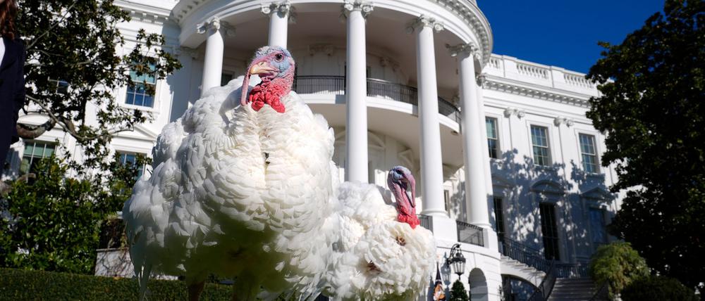 An Thanksgiving wird in amerikanischen Familien traditionell Truthahn serviert.