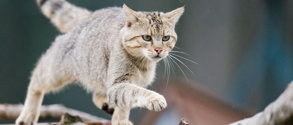Der Wildkatze auf der Spur? Tierschützer wollen das Vorkommen der scheuen Tiere in Waldgebieten künftig besser dokumentieren. (Archivbild)