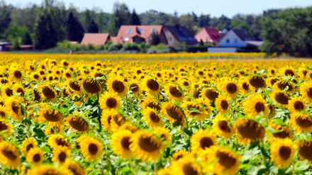 Arbeit mit Ausblick. Coworking-Spaces in Brandenburg bieten Abwechslung zum Großstadt-Büro.
