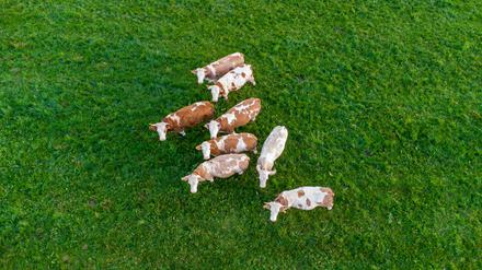 Ungesichert: Selbst Tiere werden manchmal gestohlen