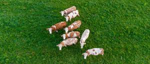 Ungesichert: Selbst Tiere werden manchmal gestohlen