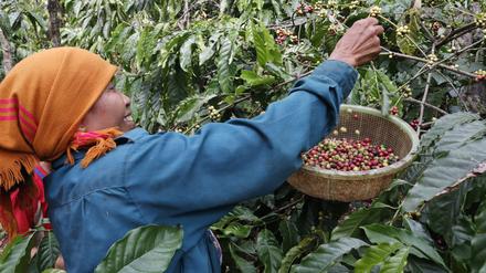 In Vietnam belastete eine extreme Dürre die Kaffeepflanzen.