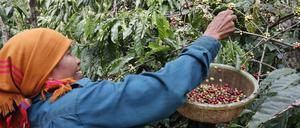 In Vietnam belastete eine extreme Dürre die Kaffeepflanzen.