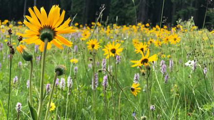 Arnica-Pflanzen auf einem Feld