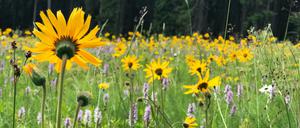 Arnica-Pflanzen auf einem Feld