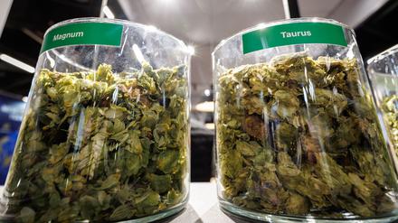 Die deutschen Hopfenbauern stehen wegen des Rückgangs des Bierkonsums und den Folgen des Klimawandels massiv unter Druck. 
