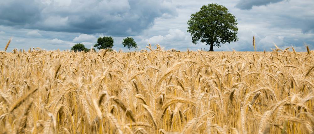 Von Anbaupflanzen wie Weizen wird jedes Jahr auf gleicher Fläche mehr geerntet.