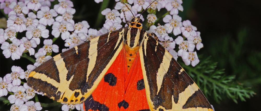 Schwarz-weiß und orangerot: So sieht der „Schmetterling des Jahres“, die Spanische Flagge, aus.