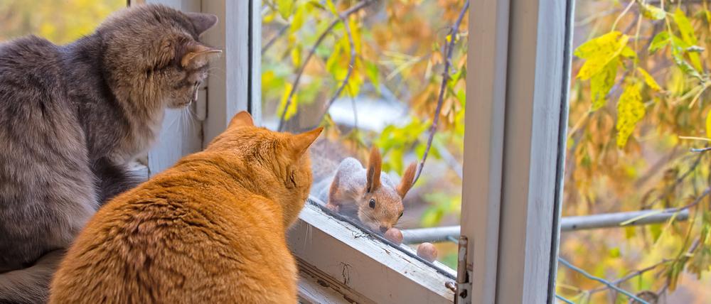 Diese Katzen würden auch einen Eichkater naschen. Das setzt diese unter permanenten Stress.