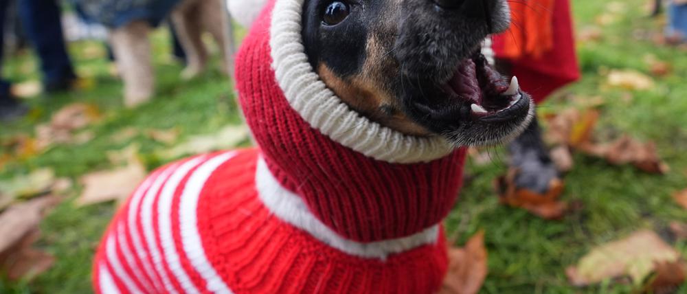 Hund Flossie im trendigen Weihnachtspulli.