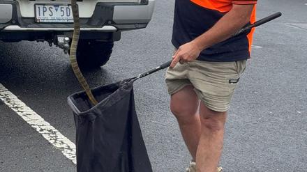 In Australien musste sich eine Frau vor einer tödlichen Giftschlange aus ihrem Auto retten. (Foto Handout)
