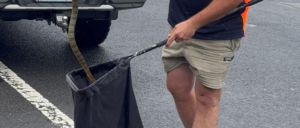 In Australien musste sich eine Frau vor einer tödlichen Giftschlange aus ihrem Auto retten. (Foto Handout)