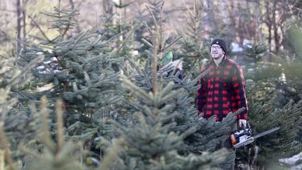 Weihnachtsbaum selbst fällen: Das geht in Brandenburg. Manchmal muss man nur eine eigene Säge mitbringen.