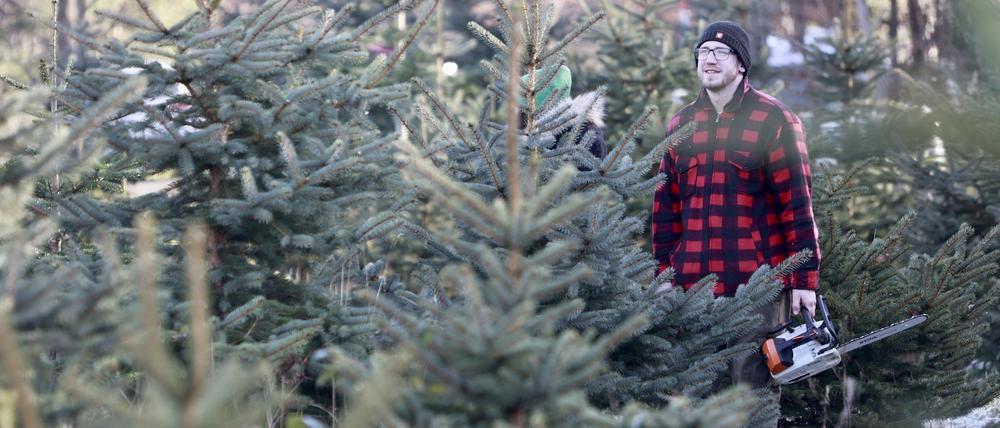 Weihnachtsbaum selbst fällen: Das geht in Brandenburg. Manchmal muss man nur eine eigene Säge mitbringen.
