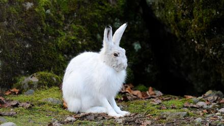 Alpenschneehasen tragen im Winter weiße, luftgefüllt Haare und eine feine Unterwolle (Handout). 
